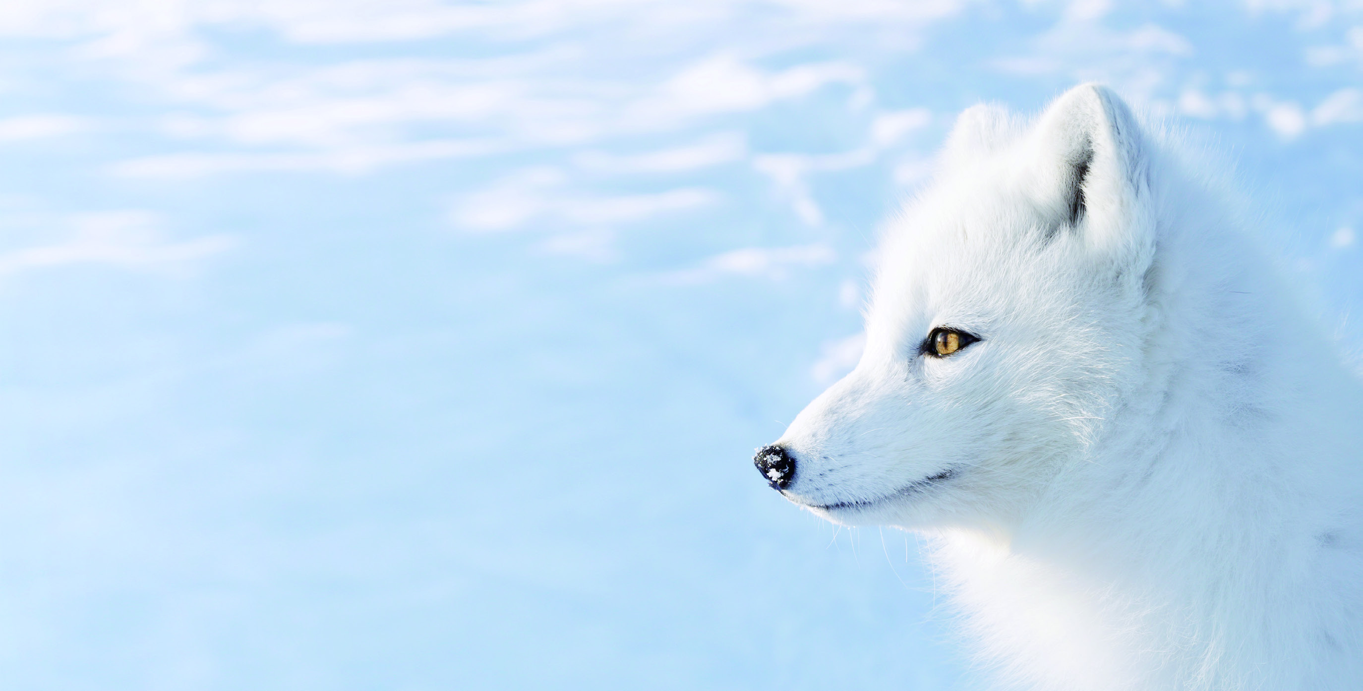 White arctic fox in the snow